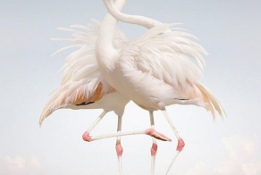 Фотограф Simen Johan (7 фото)