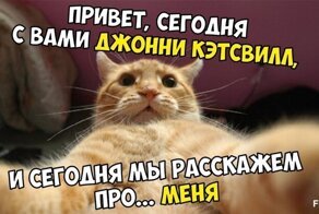 Мемные расследования: история появления Джонни Кэтсвилла