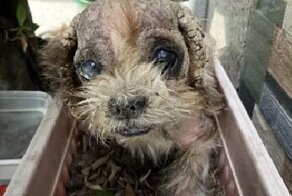 До и после: 30 трогательных фото спасённых собак