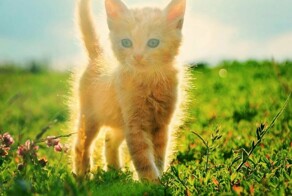 Солнечный котик Люб – хранитель лада в семье...