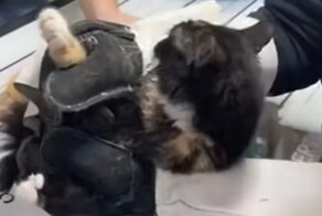 Кот, который не привык сдаваться без боя
