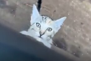 Котёнок завёл себе человека