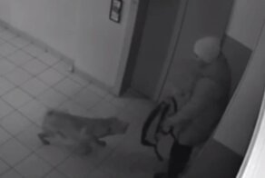 Агрессивная собака держит в страхе весь подъезд и нападает на людей