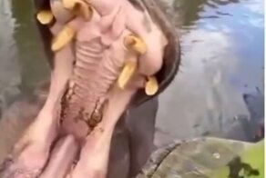 Наглядное объяснение, почему бегемоты — самые опасные травоядные в Африке