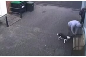 Свободолюбивый пёс эффектно удрал от хозяина