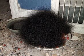 30 омерзительных фото, которые хочется немедленно развидеть