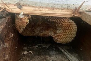 Супруги обнаружили, что их дом превратился в гигантский улей