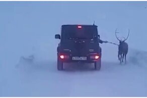 Женщина выгуливала своего оленя, находясь за рулём автомобиля