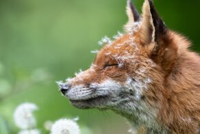 Победители британского конкурса фотографий дикой природы British Wildlife Photography Awards 2023