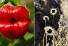 10 самых необычных, редких и удивительных растений