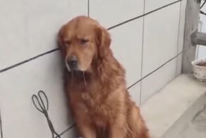 Четвероногий страдалец