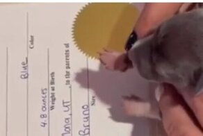 Это слишком мило: новорождённый щеночек ставит подпись в своём свидетельстве о рождении