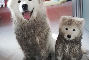 Всё лучшее в детях: животные, которые хвастаются своими отпрысками