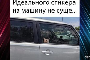 Комментарии и картинки из соцсетей. Свежак за 17 марта
