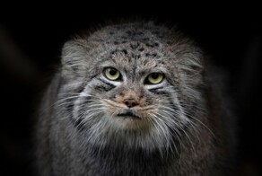 Неправильный кот: почему свободолюбивый нрав манулов грозит им вымиранием