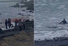 Более двадцати дельфинов застряли во льду, но получили помощь