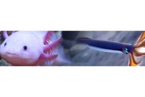 Представители мира фауны и их суперспособности (24 фото + 1 видео)