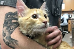 30 раз, когда тату идеально дополнили реальность