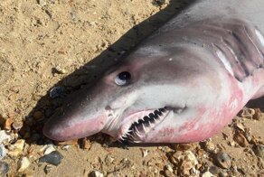 На популярный пляж в Британии выбросило двухметровую акулу