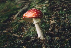 Родители года: чтобы отучить сына от курения вейпа, ему купили мухоморы