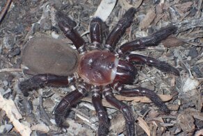 В Австралии обнаружен редкий вид гигантского паука