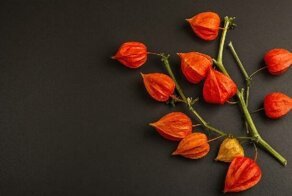 25 растений, с которыми нужно быть предельно осторожными