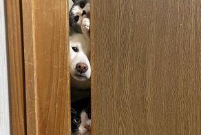 20 угарных питомцев, которые изменят ваше настроение к лучшему