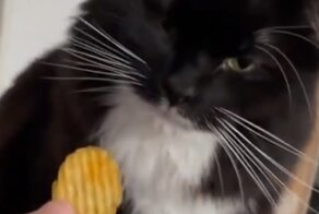 Коту не понравился вкус чипсов