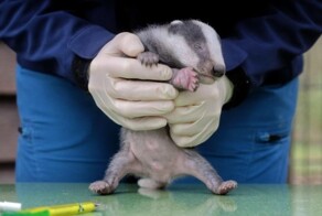 Детеныши барсука проходят медосмотр