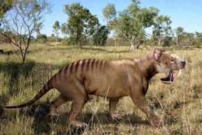 Воссоздан вид сумчатого саблезубого хищника, бродившего по Южной Америке 3 млн лет назад