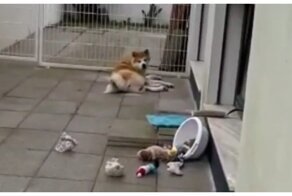 Очень ленивый хороший мальчик