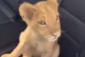 На мужчину, катавшего по Москве львёнка, завели уголовное дело