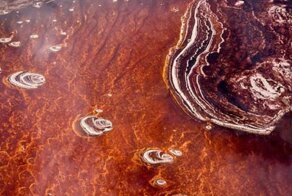 В зловещем танзанийском озере каменеет все живое