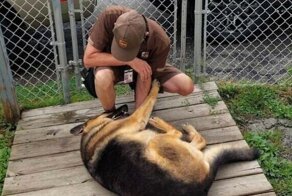 25 собак, которые очень любят почтовых курьеров