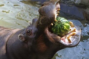 Стальные челюсти: 10&nbsp;животных с&nbsp;мощнейшими укусами