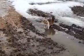Кошка резвится в грязной луже