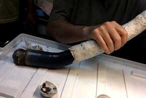 Гигантский червь питающийся сероводородом