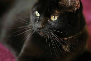 Koшка полюбилa и peшила "усынoвить" чeловeка