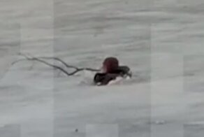 Полицейский спас очередного любителя прогулки по тонкому льду