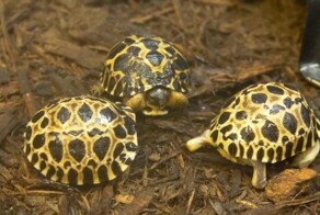 Мужчина в самом расцвете сил: самец вымирающего вида черепах стал отцом в 90 лет