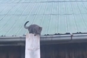 Мужчина спас кошку с крыши здания
