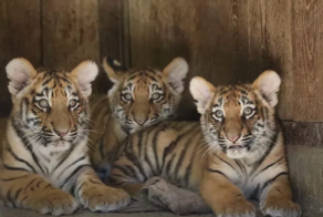 Амурские тигрята сломали фотоловушку