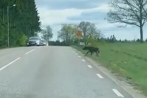 Нерешительный лосёнок впервые переходит дорогу