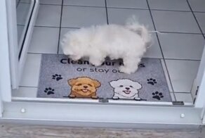 Пёс вытирает лапы после прогулки