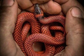 «Прекрасных тварей груда спит»