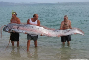 Сельдяной король (17 фото + 2 видео)