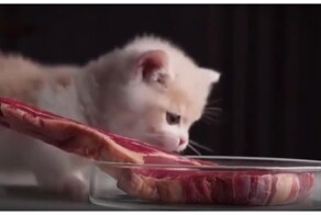 Забавная реакция котёнка на кусок мяса