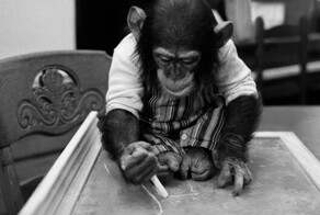 Очеловечить, доказать, осчастливить: почему провалился проект «Ним»?