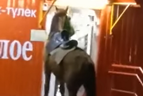 Житель Башкирии прискакал в алкомаркет на коне