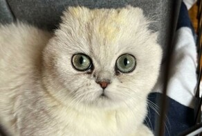 Кошка резко начала угасать на глазах, и хозяева отказались от неё